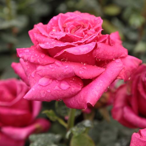 Ciemna purpura - Róże pienne - z kwiatami hybrydowo herbacianymi - korona równomiernie ukształtowana